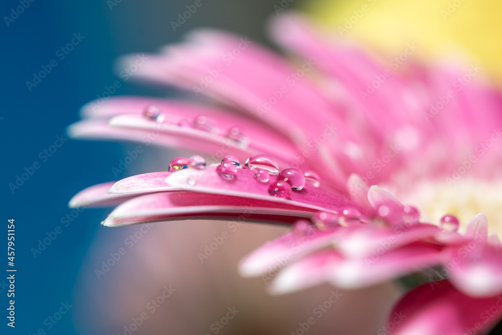 デイジーの花と水滴 デイジーの花と水滴