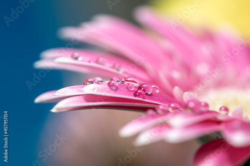 デイジーの花と水滴