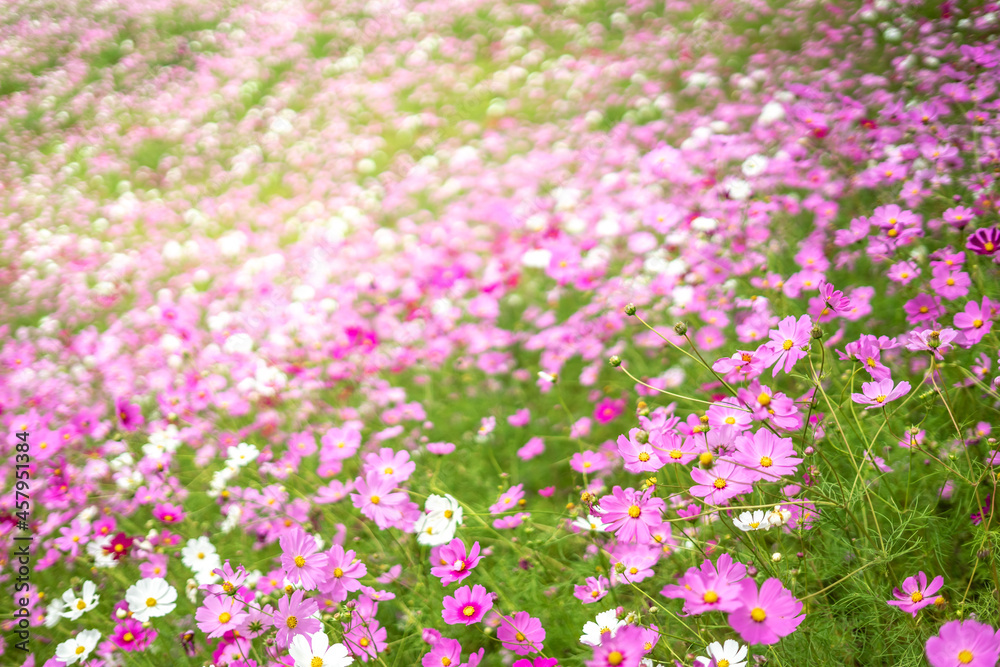 コスモスの花 秋のイメージ コスモスの花 秋のイメージ