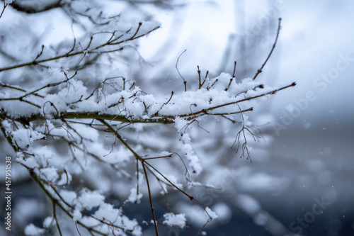 枝の上の積雪 冬のイメージ