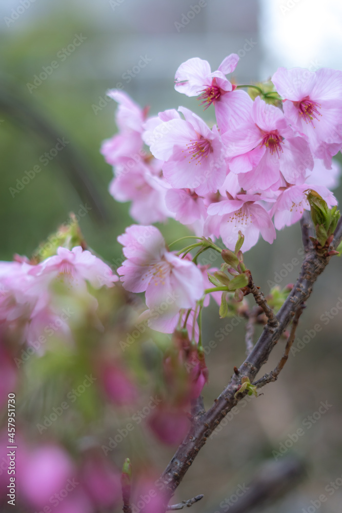 Fototapeta premium 桜の花 春のイメージ