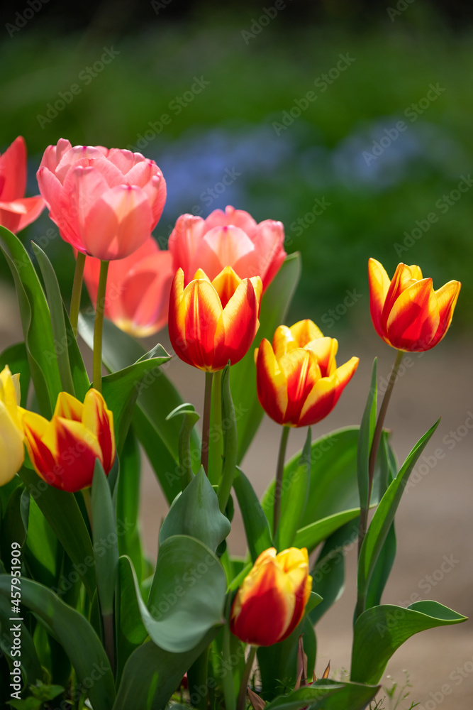 Obraz premium チューリップの花 春のイメージ