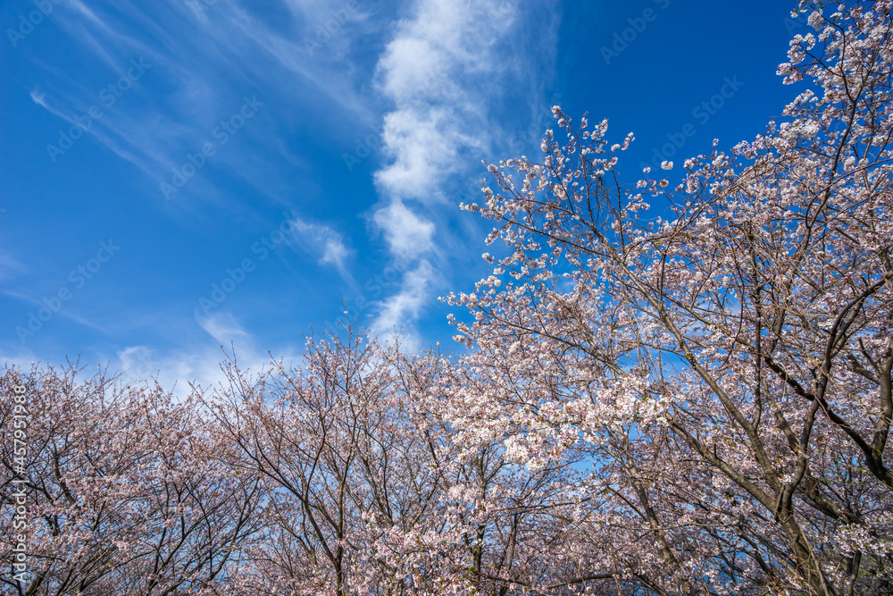 桜の花 春のイメージ 桜の花 春のイメージ