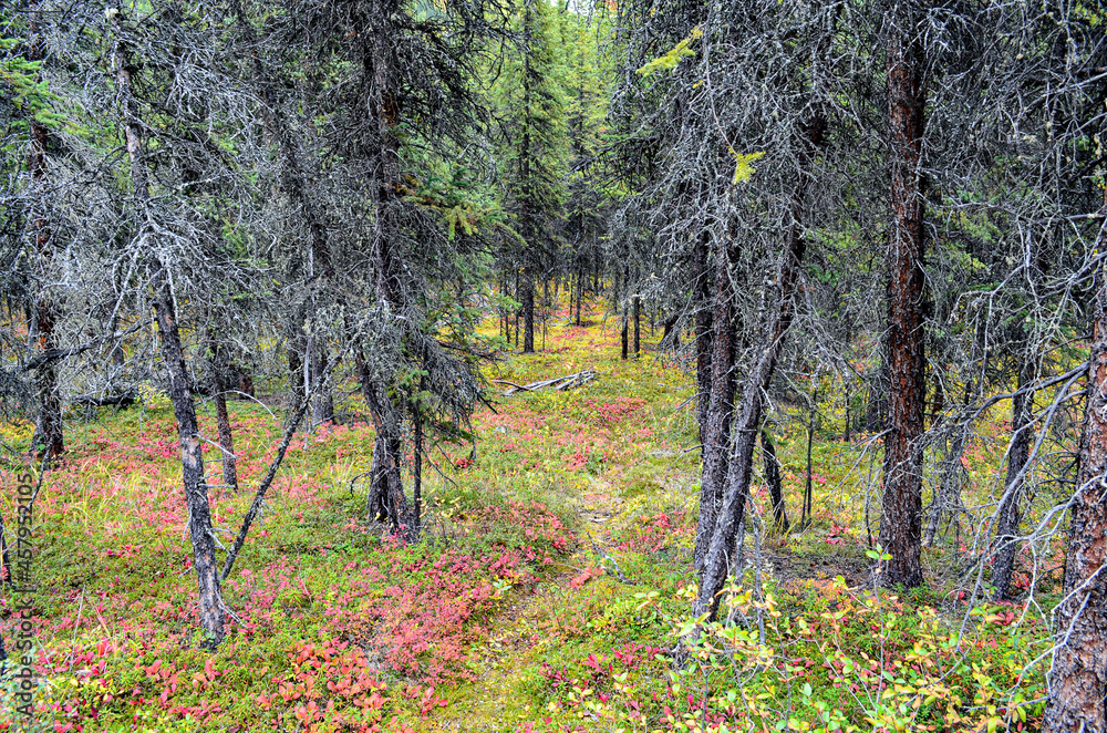 Fototapeta premium Alaskan forest.