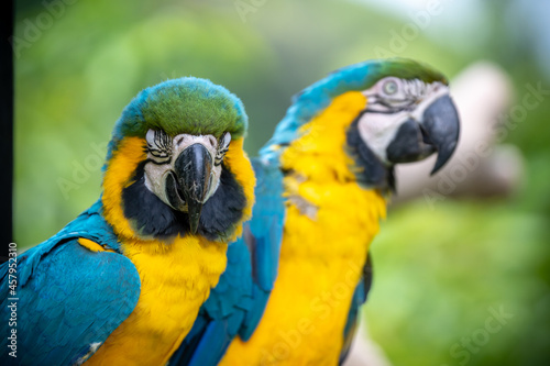 ルリコンゴウインコのポートレート