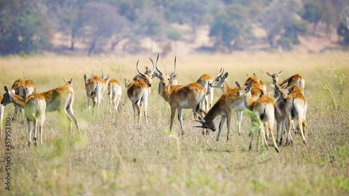 Herd of red lechwe antelope, Caprivi Strip, Namibia in Africa. Handheld photo