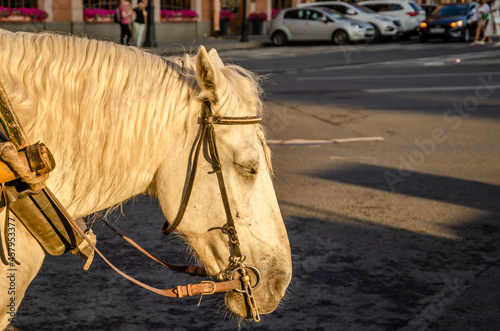 A horse harnessed to a carriage is standing on the street. photo