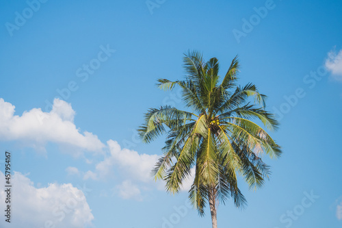 Green palm or coconut tree stand with clearly could and blue sky background in summer with copy space