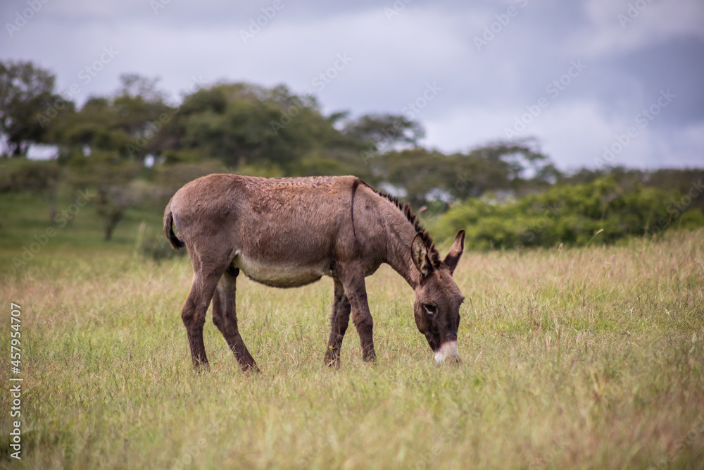 Burro Mexico