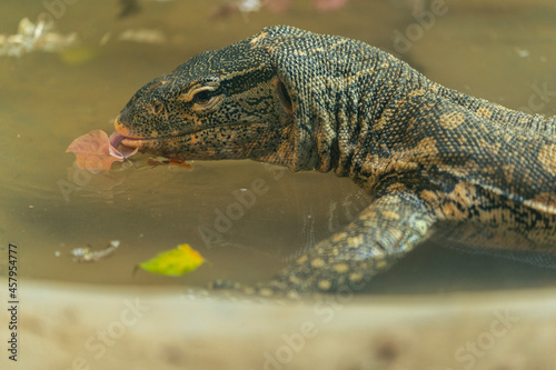 River monitor lizard drinking water