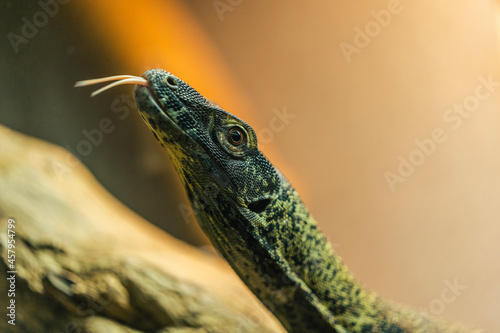 Baby Komodo dragon lizard formed tongue