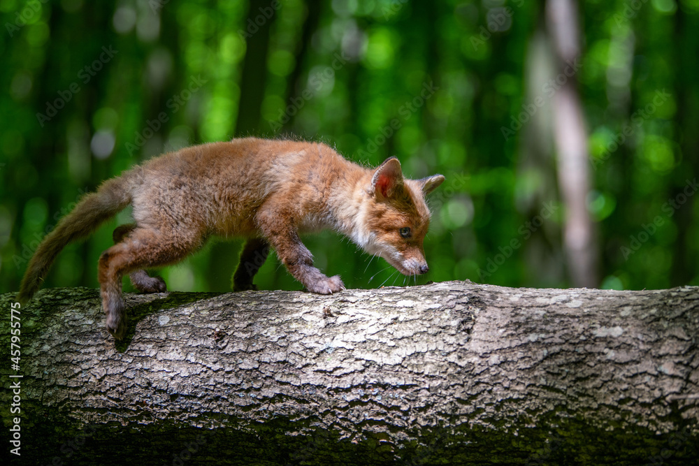 Fototapeta premium Red fox, vulpes vulpes, small young cub in forest. Cute little wild predators in natural environment