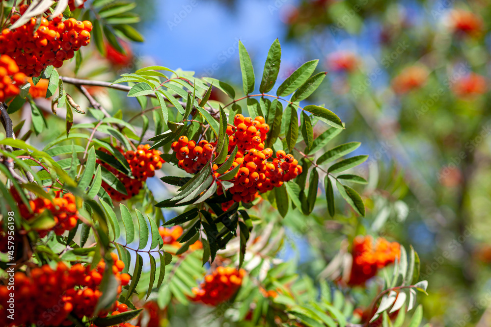 Mountain rowan ash branch berries on blurred green background. Autumn harvest still life scene. Soft focus backdrop photography. Copy space. Mountain rowan ash branch berries on blurred green background. Autumn harvest still life scene. Soft focus backdrop photography. Copy space.