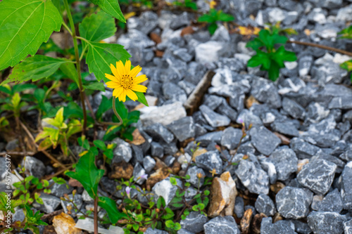 Yellow wild flowers grow through the rocks and grow with just one flower.