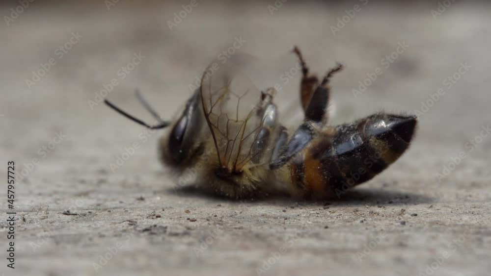 The bee is dying. A dead bee macro. The death of honey bees and ...