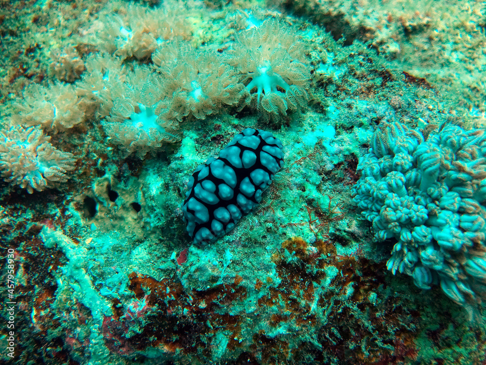 Obraz premium coral reef with nudibranch