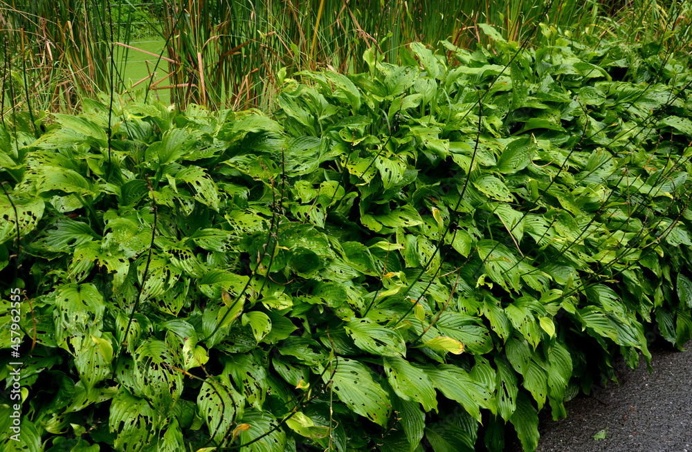 Obraz premium can cause extensive damage to vegetables in some years. Its caterpillars have a destructive effect on the leaf of plants, of which only veins, damaged perennials remain