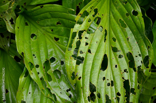 can cause extensive damage to vegetables in some years. Its caterpillars have a destructive effect on the leaf of plants, of which only veins, damaged perennials remain photo