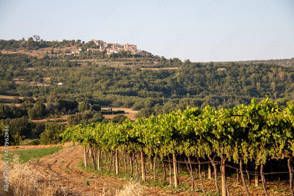 vignes Provence, France.