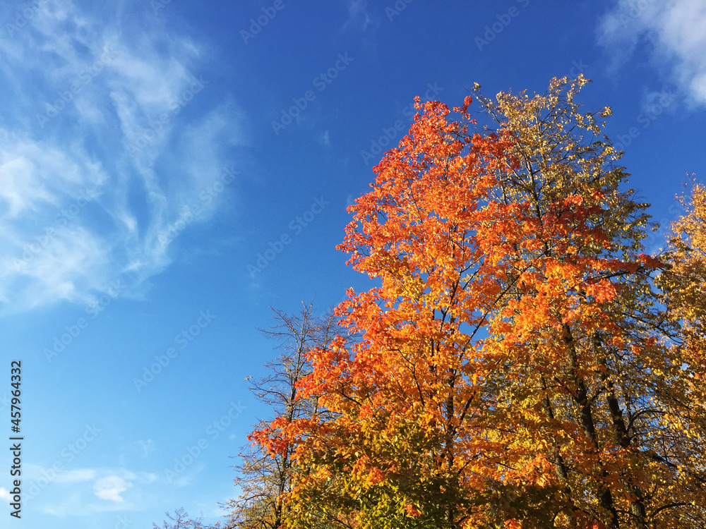 the crowns of trees in autumn against the background of a sunny sky