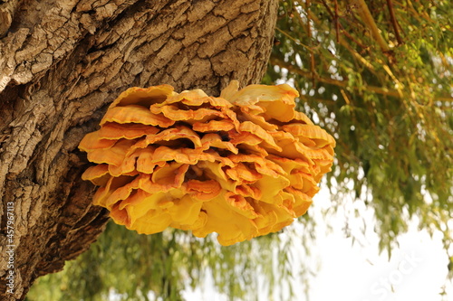 a yellow sulfur mushroom (Laetiporus sulphureus) on a pasture  photo