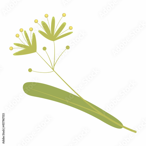 Linden leaf with flowers colorful illustration. Isolated on white background.