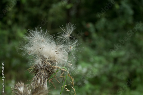 Dandelion on sunset 