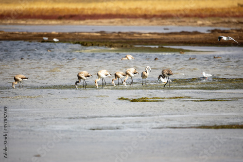 Young flamingoes with grayish plumage filter feed on brine shrimp, blue-green algae, insect larvae, small insects, mollusks and crustaceans. Korgalzhyn State Nature Reserve.