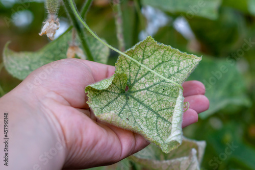 Diseases of cucumbers. A person's hand holds a spotted, yellowed and diseased cucumber leaf affected by a disease or pests caused by harmful insects, plant fungi, thrips and other diseases.