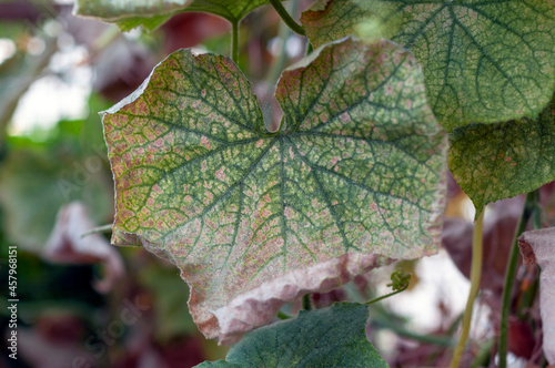Diseases of cucumbers. A spotted, yellowed and diseased cucumber leaf affected by a disease or pests caused by harmful insects, plant fungi, thrips and other diseases.