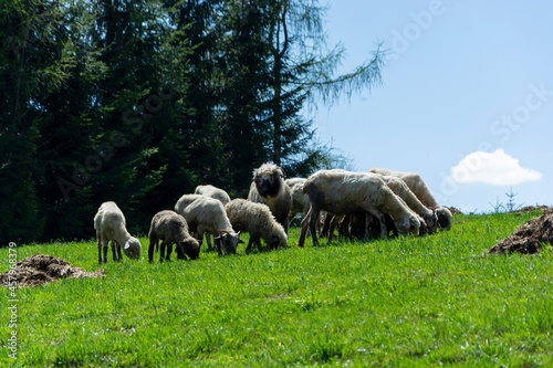 Owce barany na łące