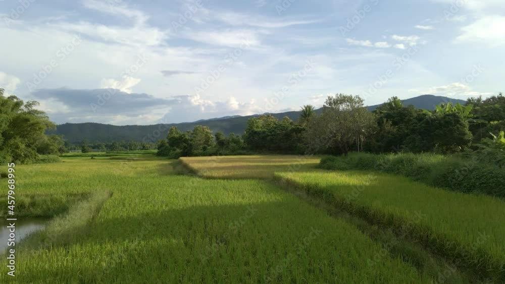 Rice crops growing in northern Thailand. Rice crops growing in northern Thailand.