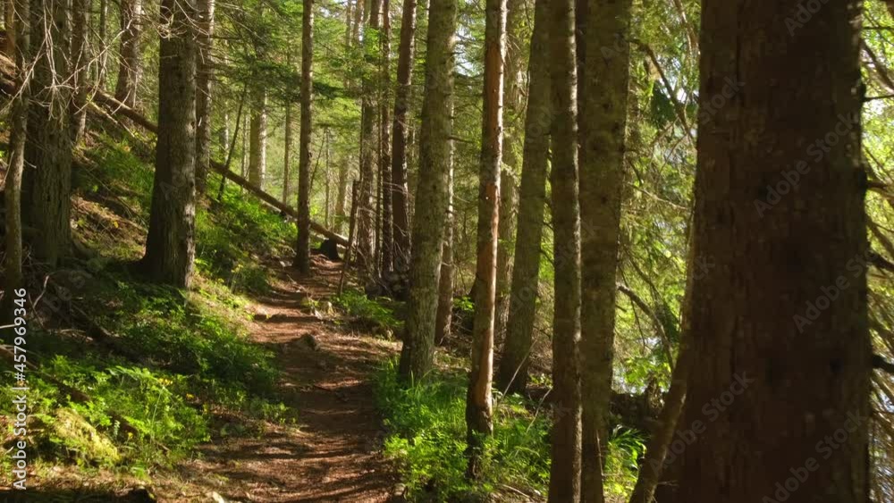 POV moving along footpath in beautiful forest at the lake shore POV moving along footpath in beautiful forest at the lake shore