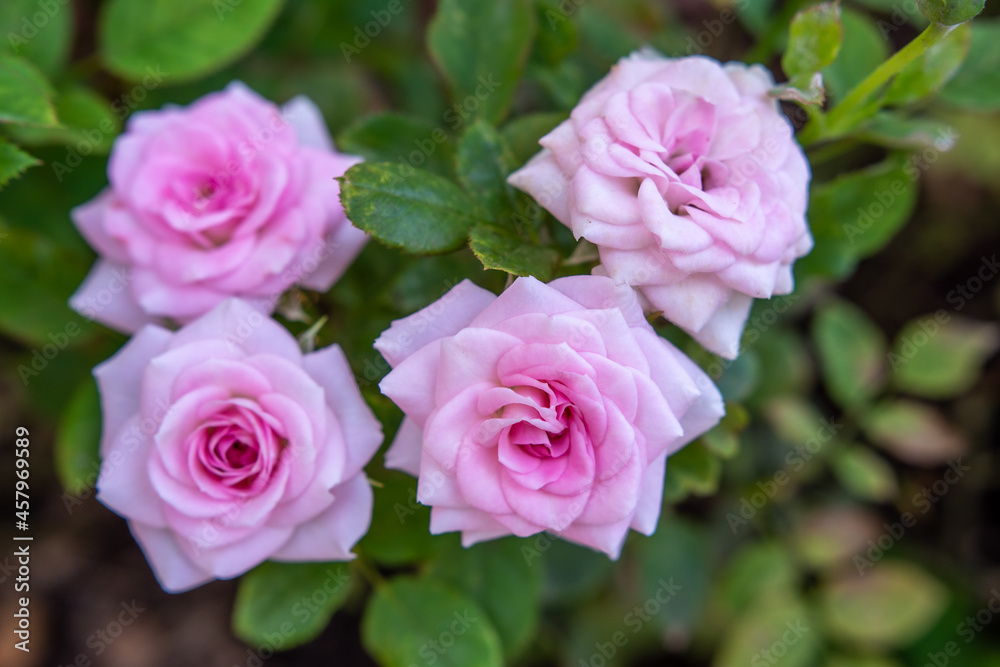 Pink rose flower with green leaves in a summer garden on a sunny day. High quality photo Pink rose flower with green leaves in a summer garden on a sunny day. High quality photo
