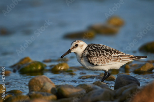 Dunlin between stones on the shore © Thomas