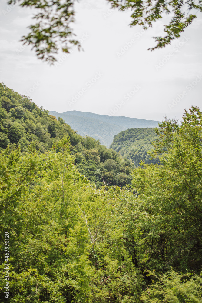 Dense green thickets of trees on a mountainside in a deep canyon - vertical landscape