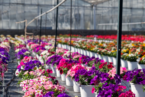 a colorful cultivation of petunias flowers in a italian floriculture © Ivan