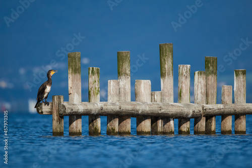Cormorant on tooth posts in the water