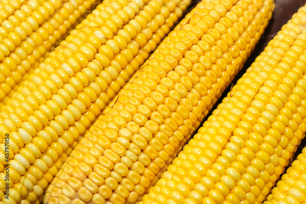 Sweet yellow corn lies on a wooden table. Sweet yellow corn lies on a wooden table.
