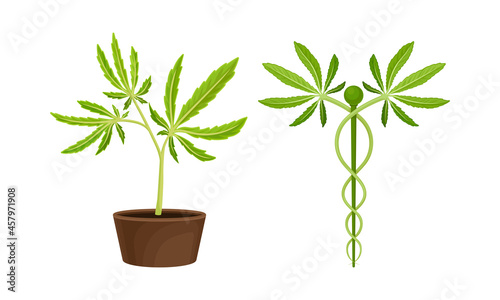 Cannabis Plant Growing in Pot with Serrate Leaflet as Cultivar for Medical Use Vector Set