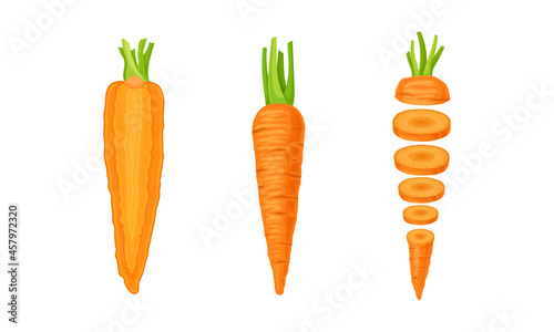 Sliced Vertical Carrot as Orange Root Vegetable Vector Set