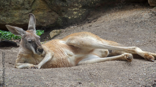 kangaroo relaxing on the ground