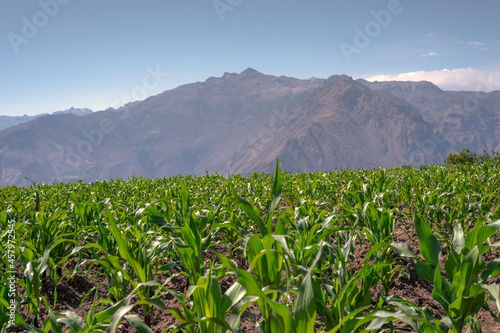 mountain corn field