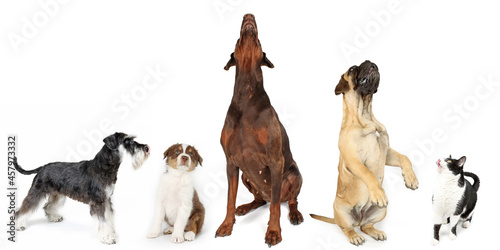 group of dogs of different breeds looking up 