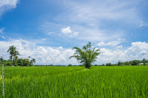 Beautiful green rice paddy field against blue sky. 