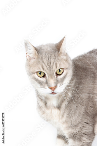 portrait of a cat © eds30129
