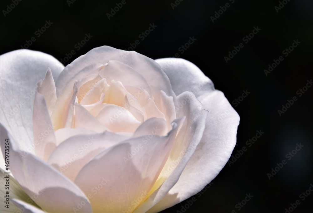 Close up of a beautiful white Rose