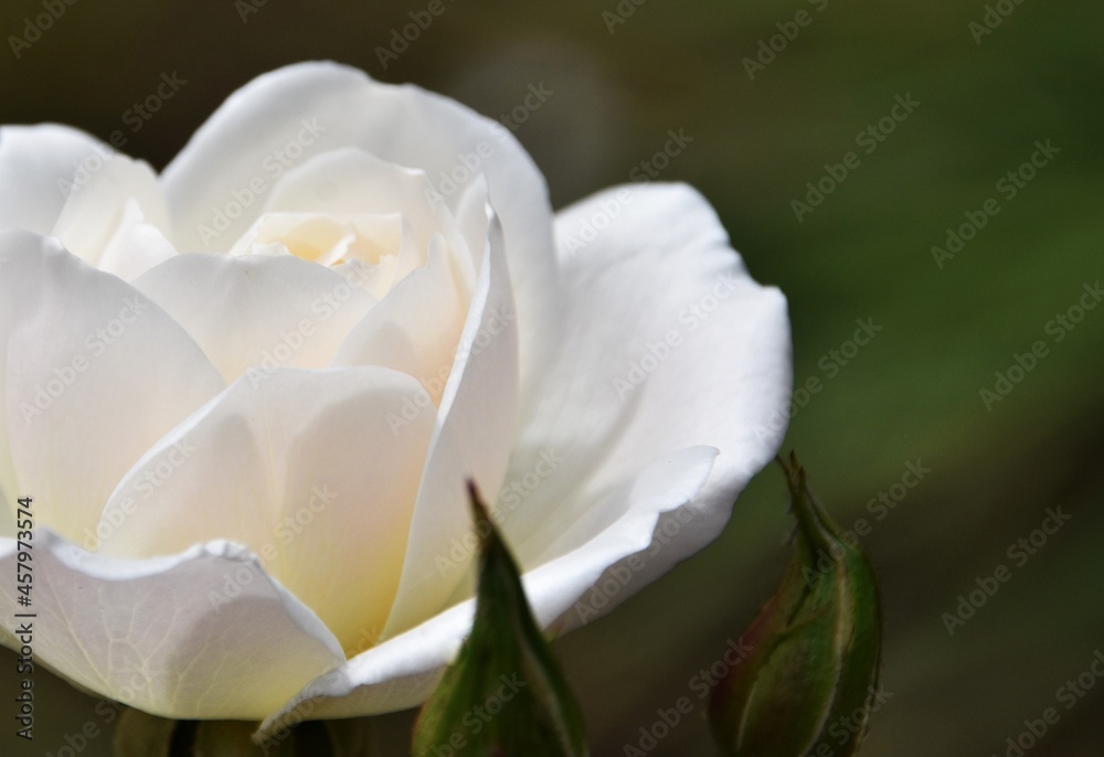 Close up of a beautiful white Rose Close up of a beautiful white Rose