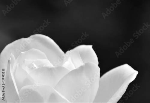 Close up of a beautiful white Rose