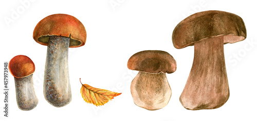 Forest mushrooms isolated on white background. Hello, Autumn, Oktoberfest. Watercolor illustration